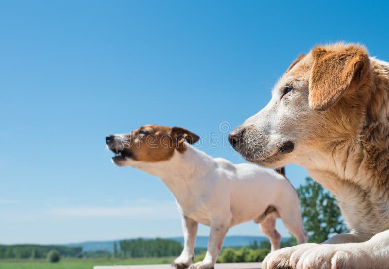 Barking dogs stock photo. Image of hunting, blue, barking 40947164