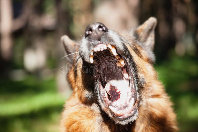 Barking german shepherd stock image. Image of barking 77613265