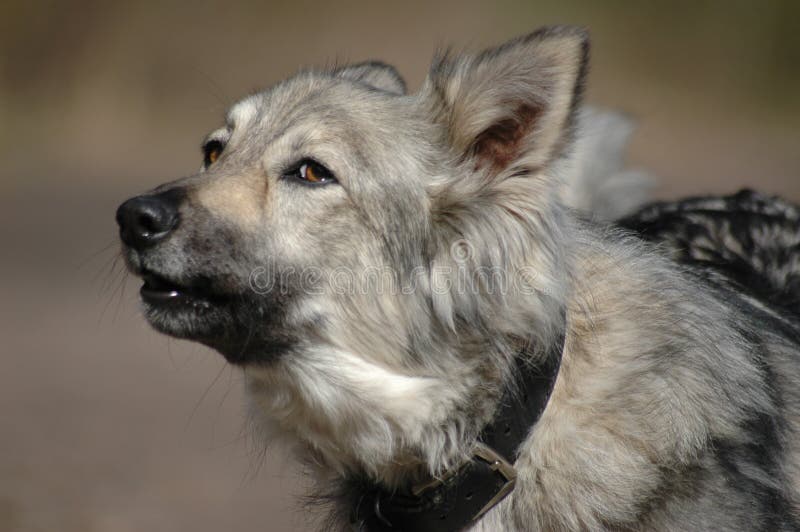 Barking grey dog