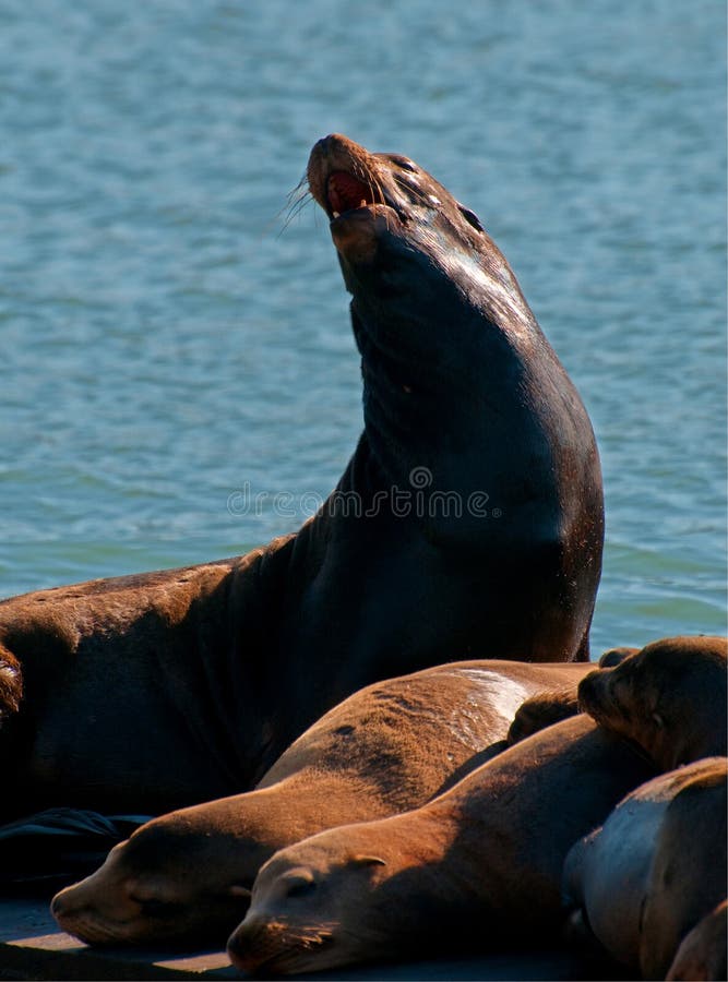 Barking Sea Lion stock image. Image of water, ocean, coastline 74734981