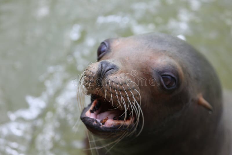 A Barking Seal Swimming in Green Water Stock Photo - Image of animals,  mouth: 95378808