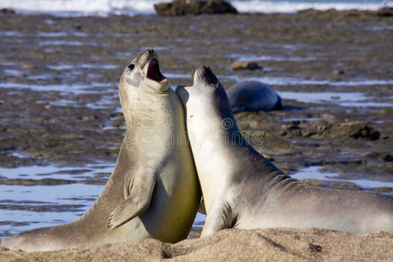 Barking seals stock photo. Image of seamammal, ocean, seal ...