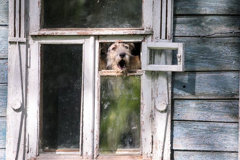 Barkling hund i ett fönster av ett trähus i den Suzdal staden av Ryssland arkivbilder Barkling hund i ett fönster av ett trähus i den Suzdal staden av Ryssland arkivbilder