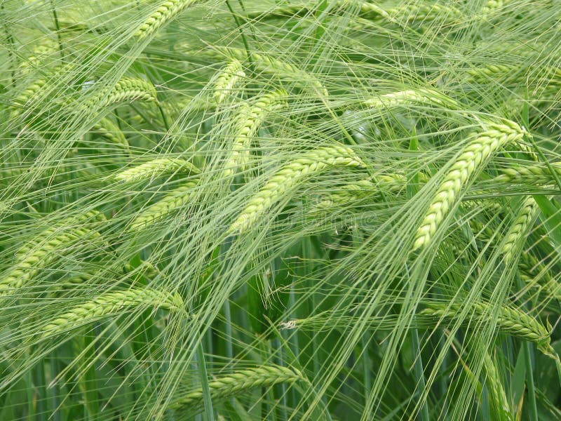 Green barley field on the wind