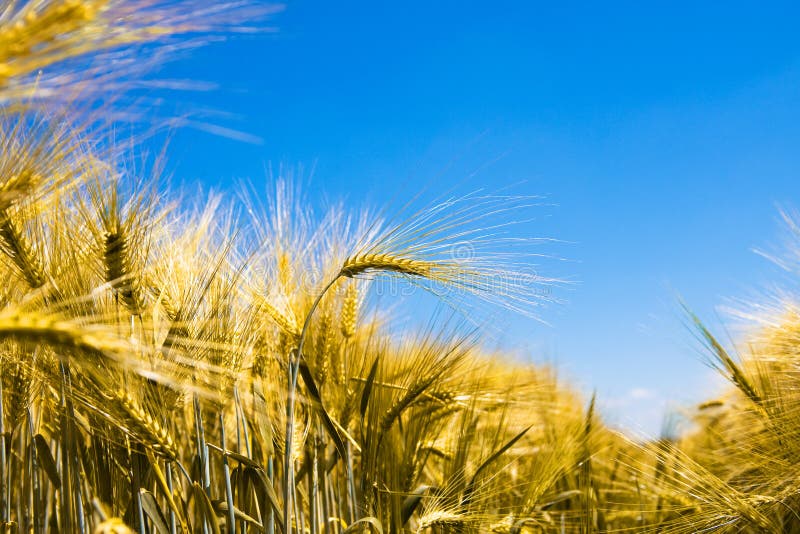 Barley against the blue sky