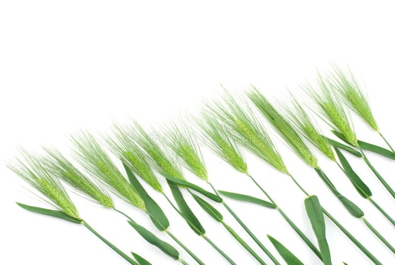 Six row barley on a white background