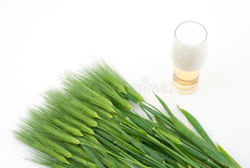 Six row barley and Beer on a white background