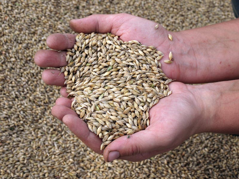 Barley corns stock photo. Image of barley, close, natural 20940762