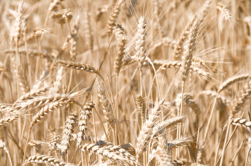 Barley Crop Field in Hedmark County Norway, Europe Stock Photo Image