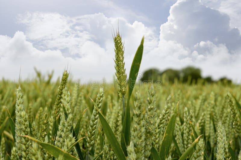 Barley crop on an irish farm