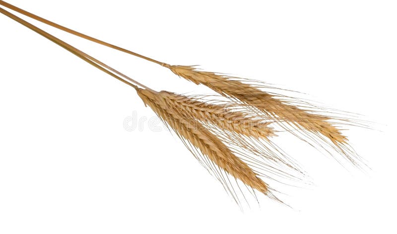 Barley ears stock images Barley ears stock images