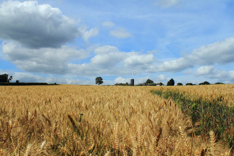 Barley farm stock photo. Image of buildings, crops, farms 75419866