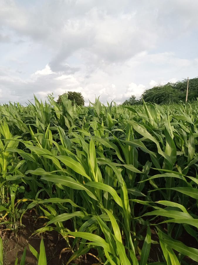 Barley farm stock photo. Image of barley, green, grain 146363580