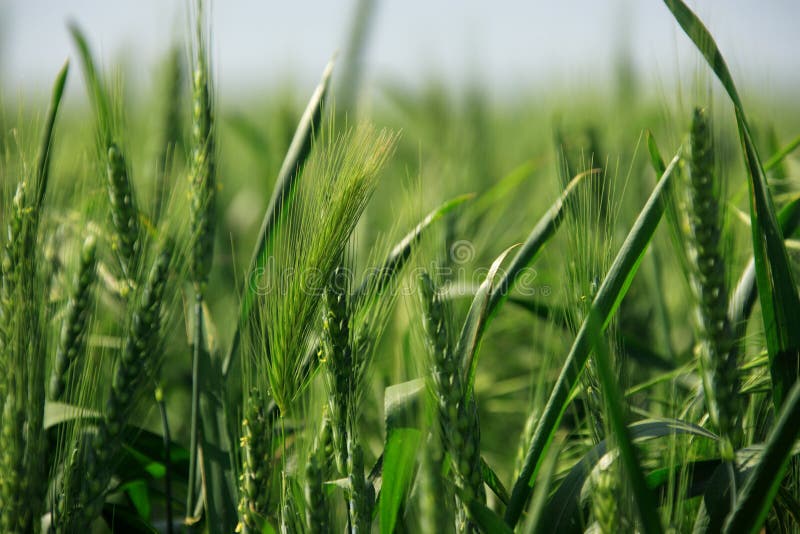 A background image of green barley field