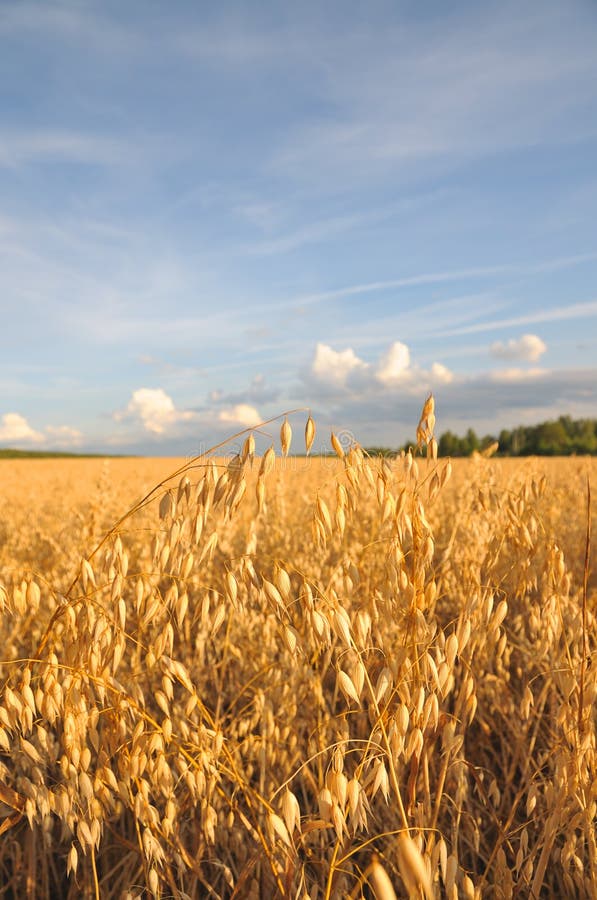 Barley field