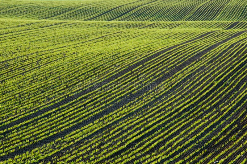 Barley field, photographed early in the morning with sun coming in from the side