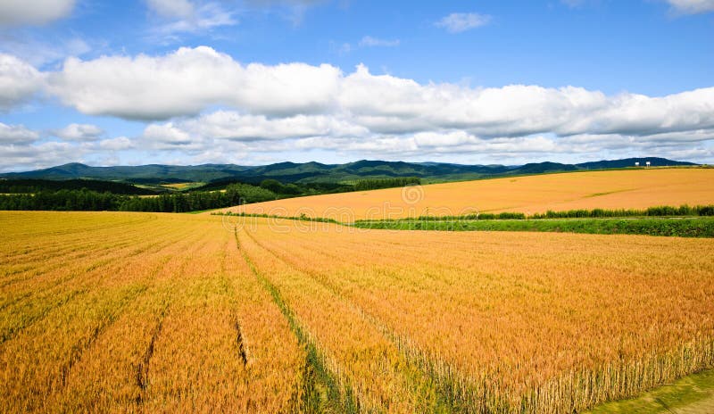 Barley field in Biei Hokkaido Japan