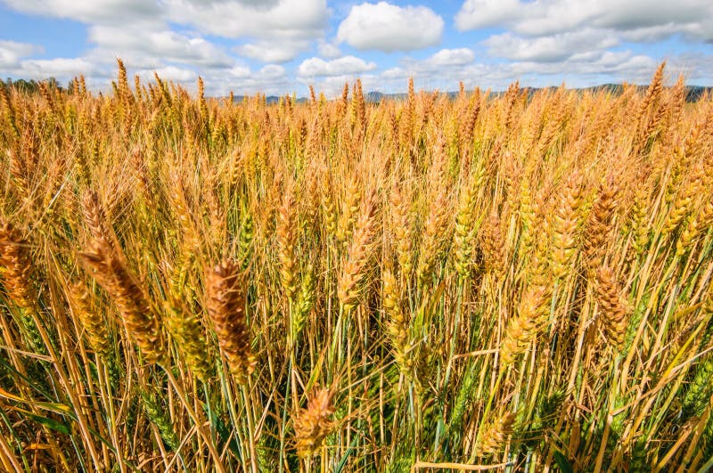 Barley field stock image. Image of asia, perspective 57333673
