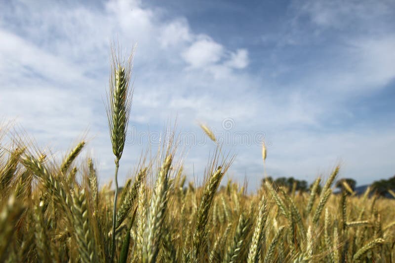 Barley and the field before harvest