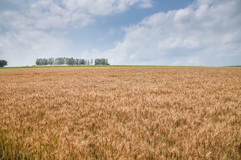 Barley Field in Sapporo Japan Stock Photo Image of rural, color 72727122