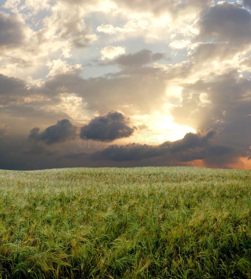 Barley field during stormy day.