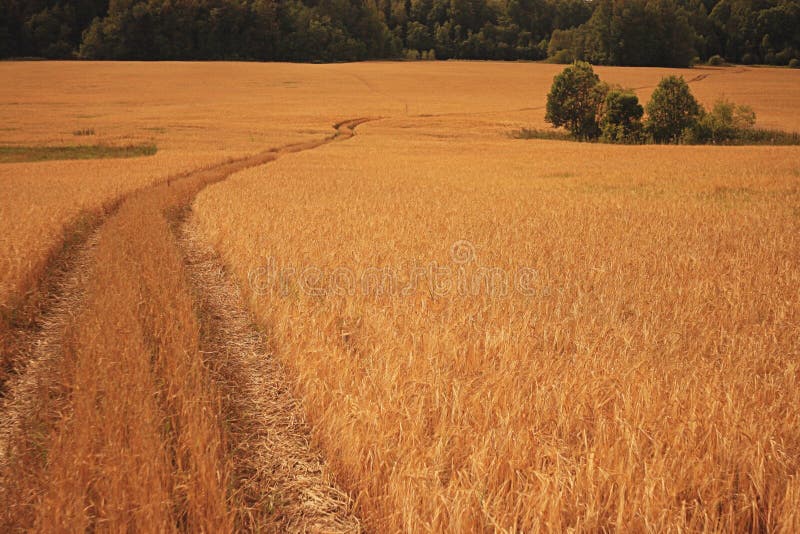 Barley field texture landscape