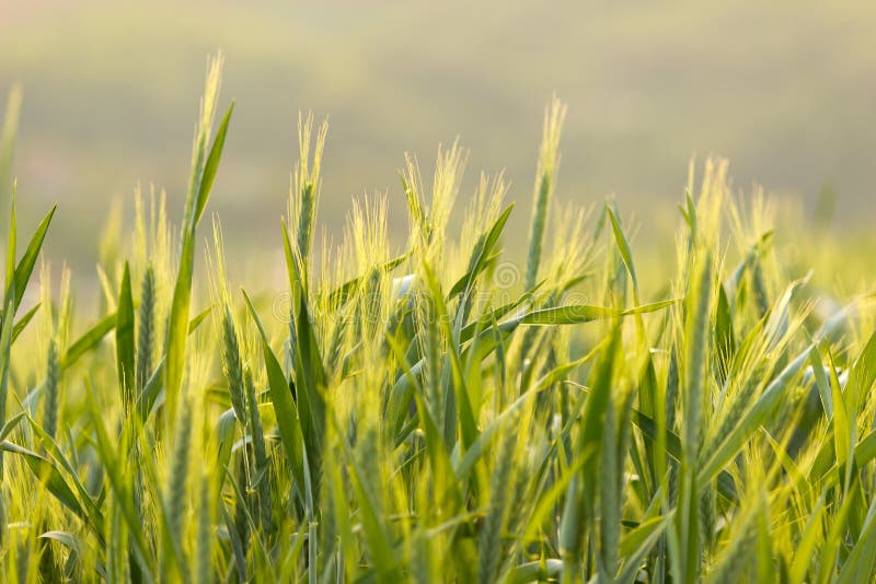 Barley fields on a beautiful spring day. Barley fields on a beautiful spring day