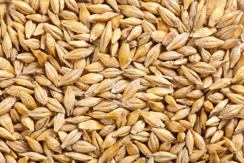 Barley grain stock photography