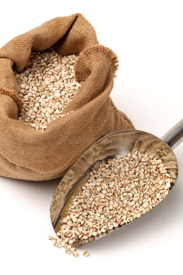 Barley grain stock photo. Image of pile, macro, healthy 33568116