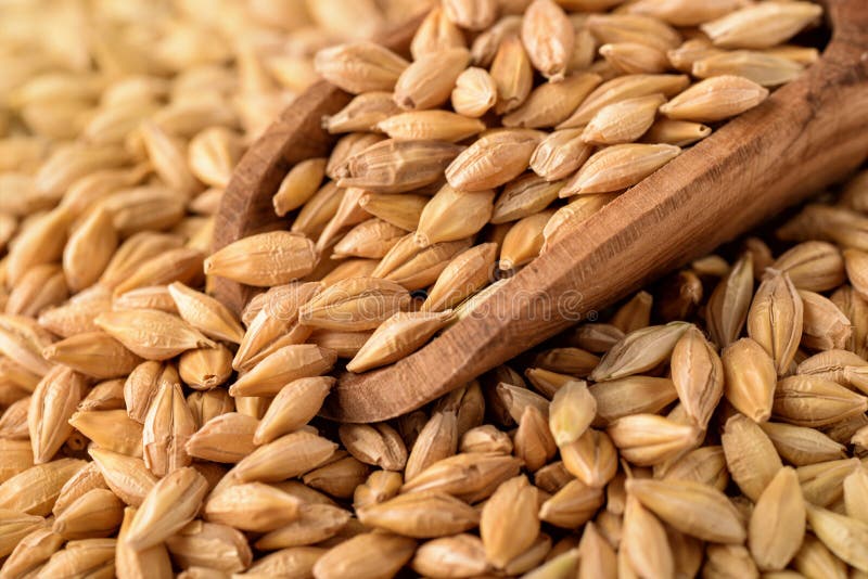 Barley grains royalty free stock image Barley grains royalty free stock image