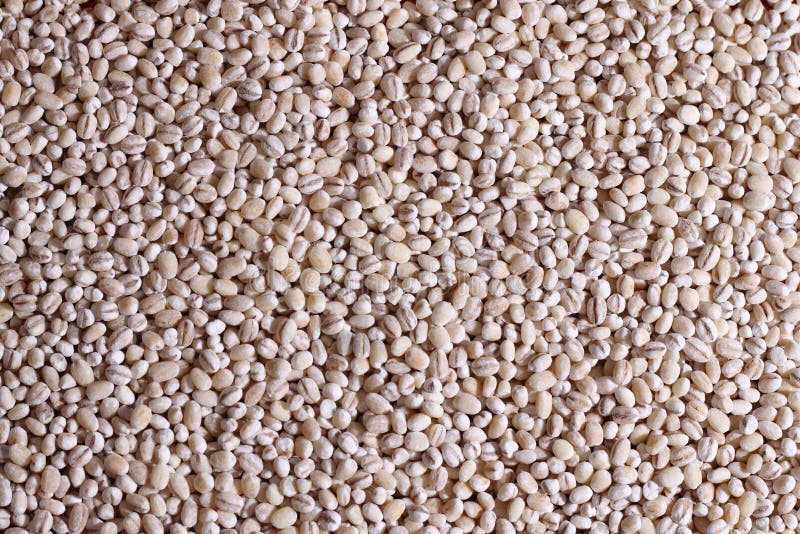 Barley grains stock image. Image of healthy, heap, breakfast - 36077795