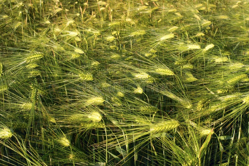 Barley Grass Stock Photos Download 27,673 Royalty Free Photos