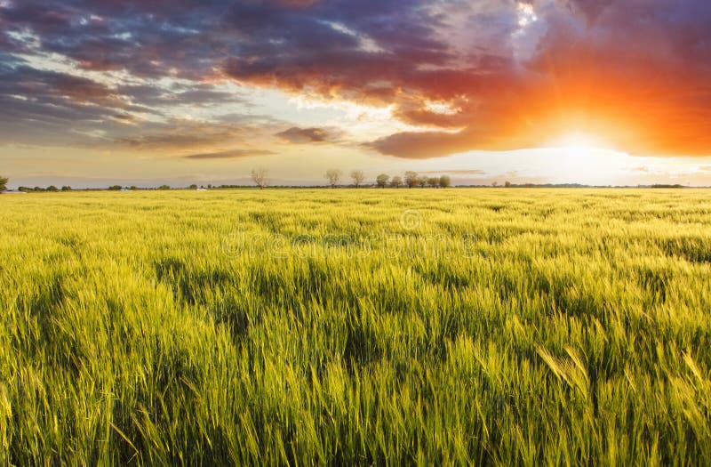 Barley green spring wheat field - meadow.