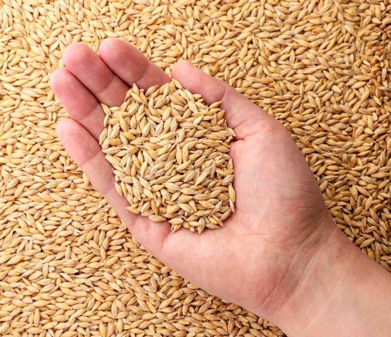 Barley in the Hand. the View from Top Stock Photo Image of group