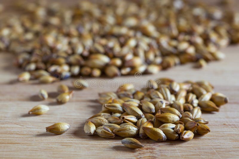 Barley malt royalty free stock image
