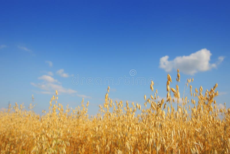 Crop of ripe wheat of barley in the field. Crop of ripe wheat of barley in the field