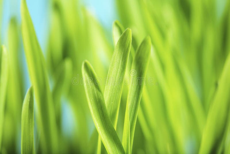 Barley seedlings in closeup. Very short depth of field.