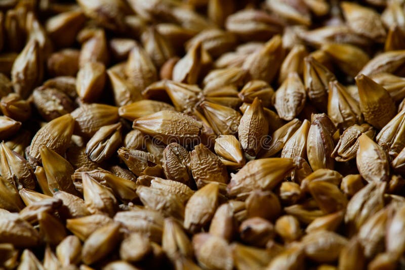 Barley seeds royalty free stock image