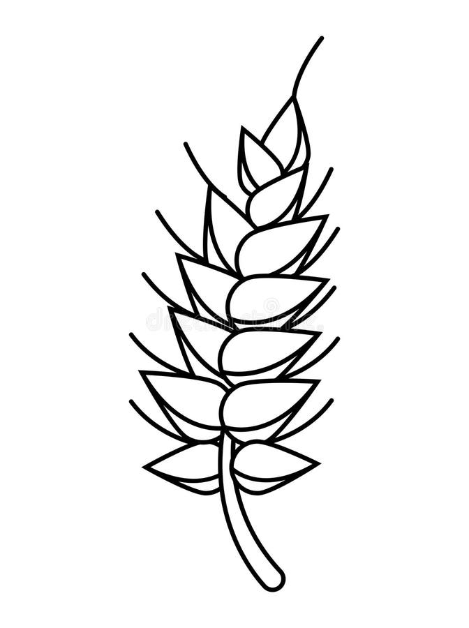Barley spike sketch style stock vector. Illustration of bakery - 269546908