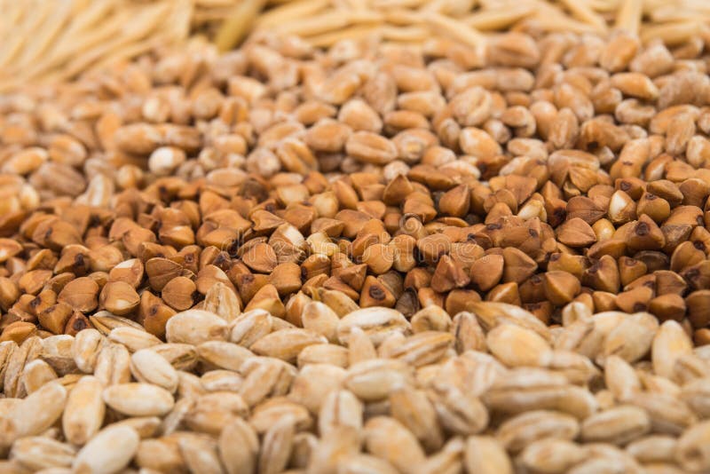 Barley, Wheat, Buckwheat, Oats Stock Image Image of meal, uncooked