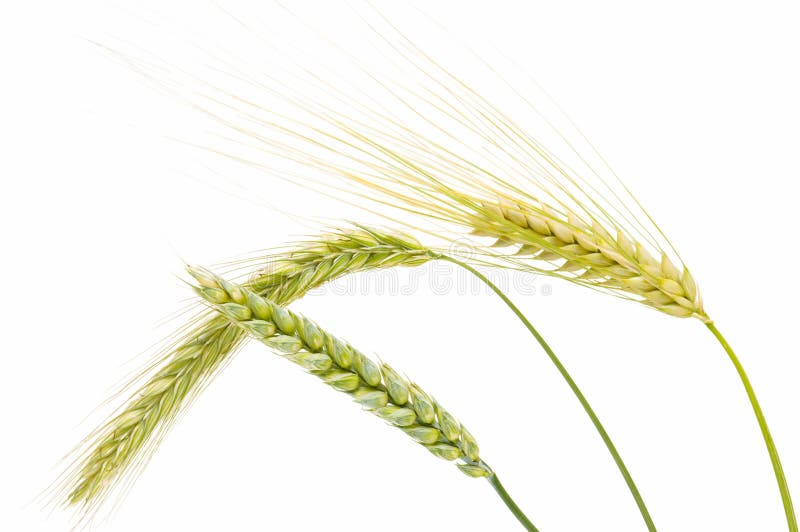 Wheat barley, wheat and rye isolated on white background