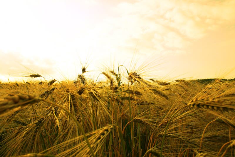 Barleyfield stock photo. Image of vitamine, vegetable, farm - 652128