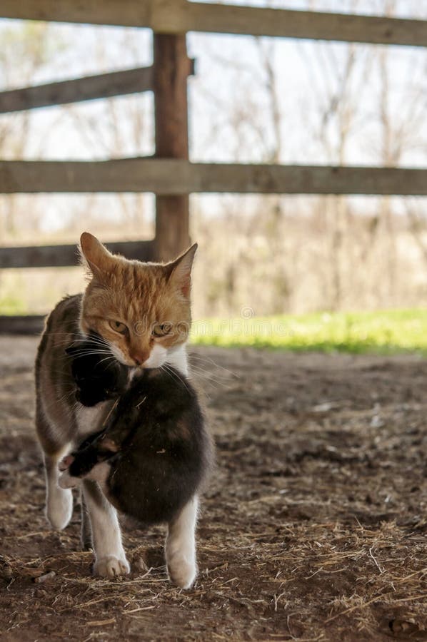 Barn cat carrying kitten stock image. Image of barn, feline 40383605