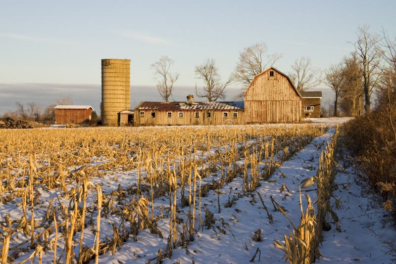 Barn and Corn Field