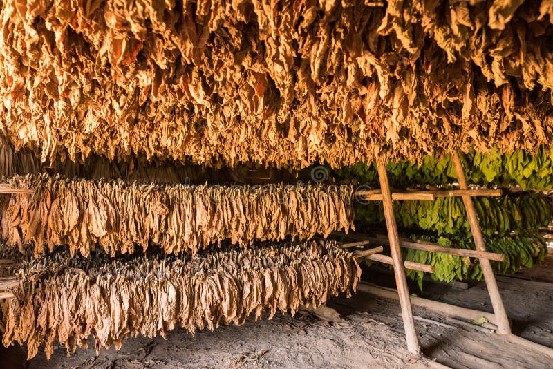 Tobacco Leaves Hanging And Drying In A Rural Barn Stock Image - Image ...