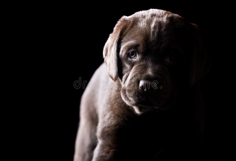 Low Key Shot of a Young Chocolate Labrador Puppy. Low Key Shot of a Young Chocolate Labrador Puppy