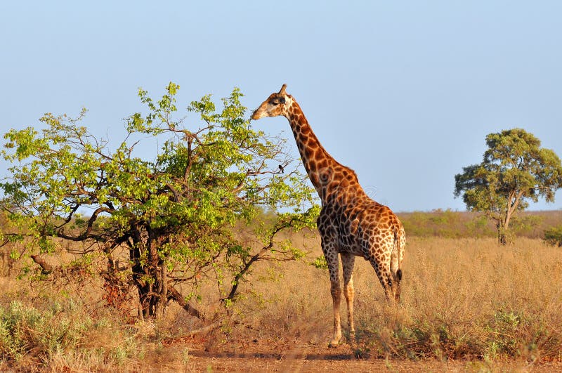 Barn för giraffmorgonsolsken