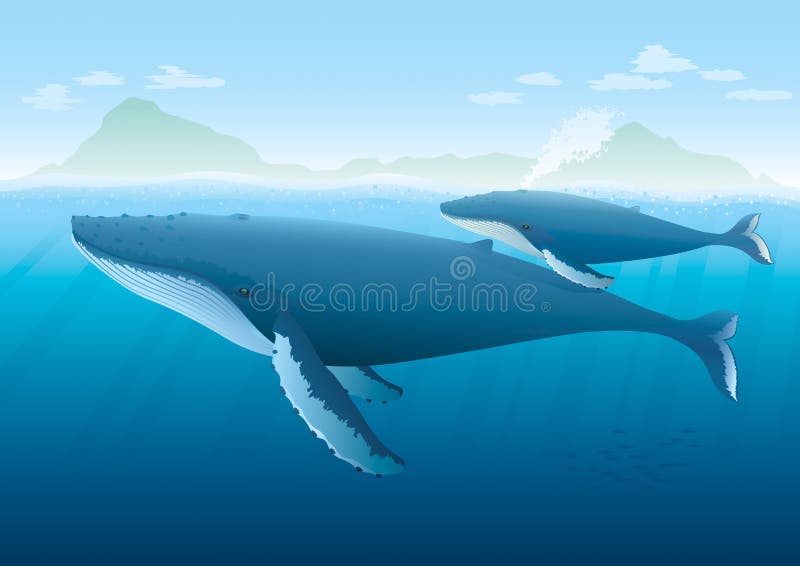 Landscape with ocean and island with Humpback Whale mother and young whale swimming on surface. Full compatible. Created with gradients. Named in layers. Landscape with ocean and island with Humpback Whale mother and young whale swimming on surface. Full compatible. Created with gradients. Named in layers.