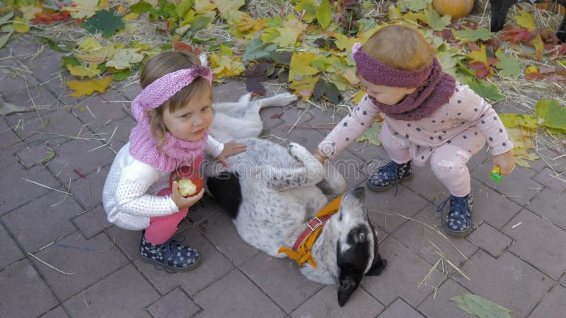 Barn gillar att leka med hunden på Halloween-festen stock video
