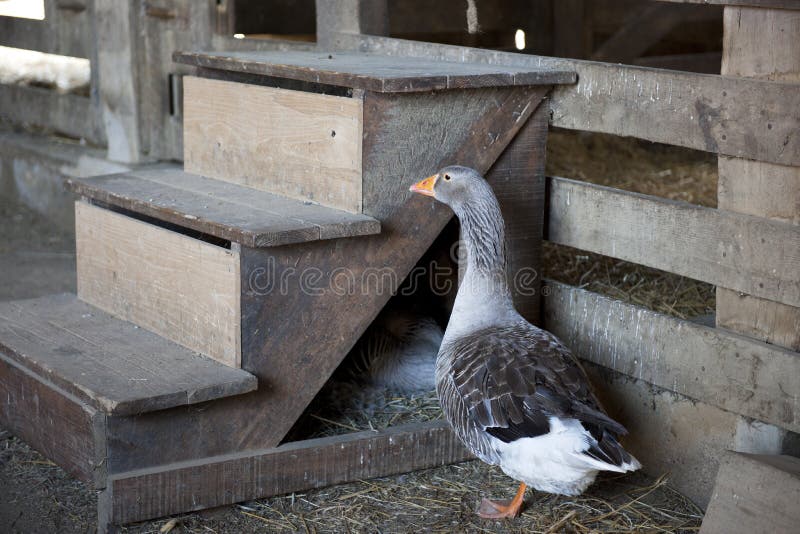 Barn Goose stock photo. Image of bird, steps, next, gray 68402830